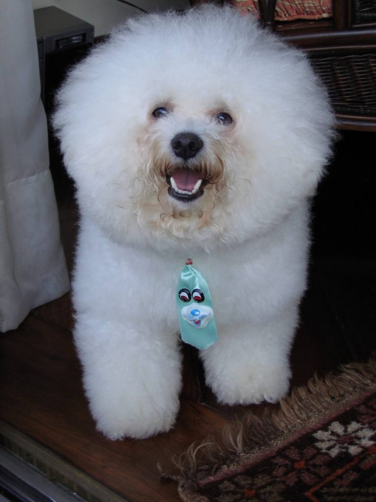 Holistic dog care for Bichon Frises