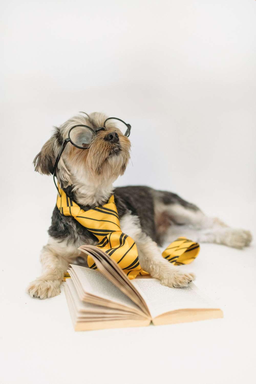 Bichon mix dog with glasses