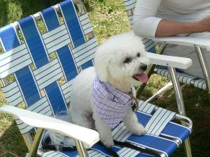 Training your dog to sit is important. Bichon sitting on a lawn chair.