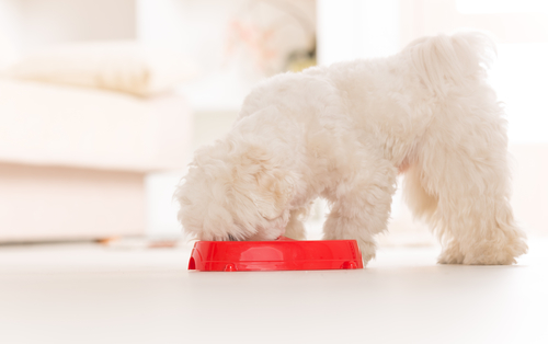 Bichon Frise eating from a red bowl