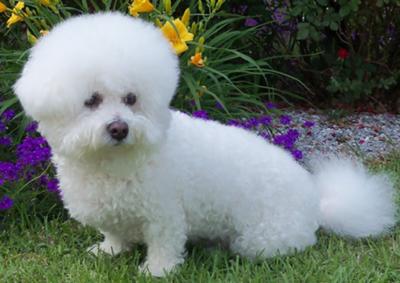 Bichon Frise Grooming can be Time Consuming - All About Bichon Frises