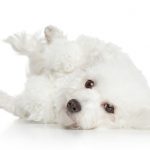 Bichon Frise puppy lying on his back