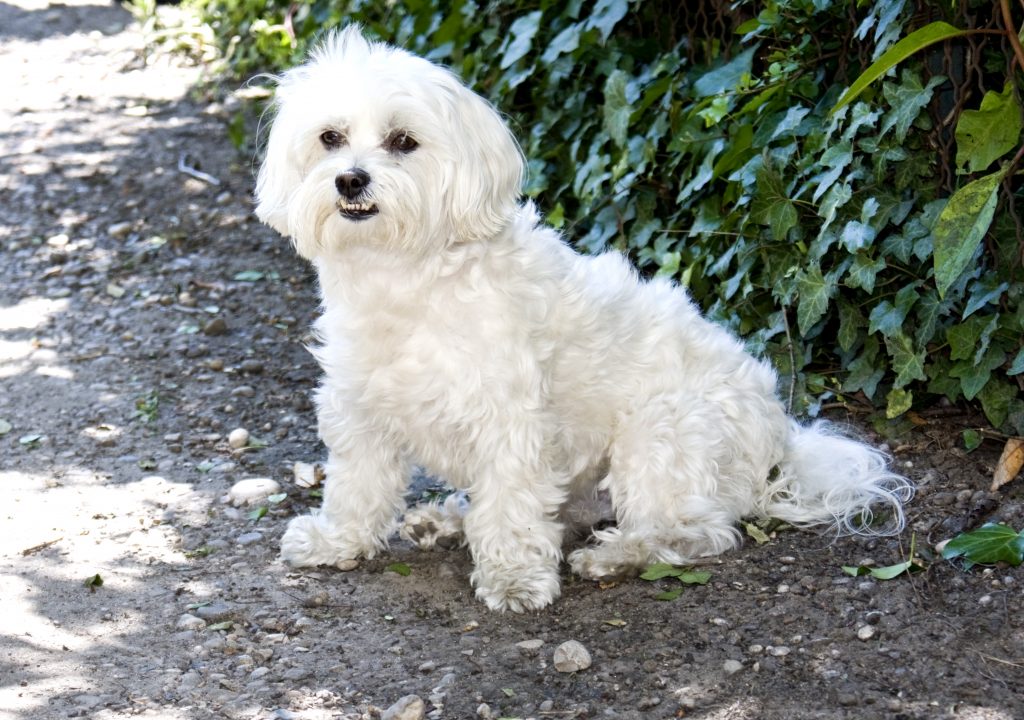 Basic Dog Obedience Training All About Bichon Frise Dogs