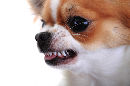 Chihuahua who needs some aggressive dog training