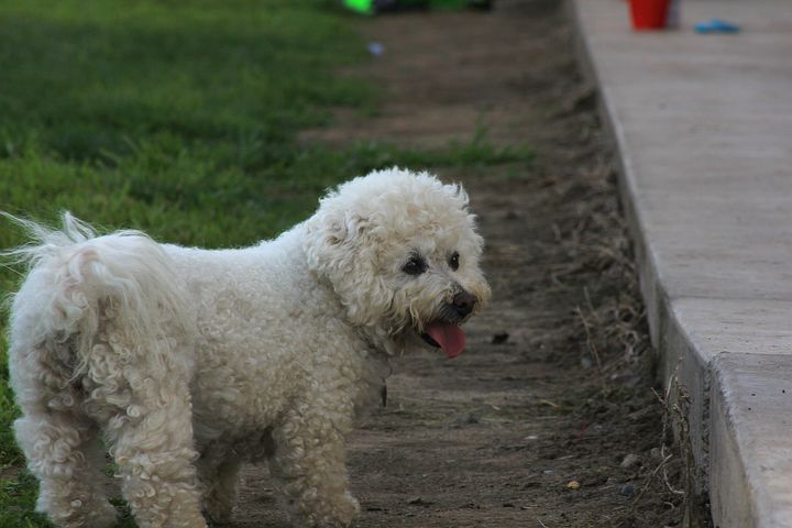 Blind bichon frise dog in his yard