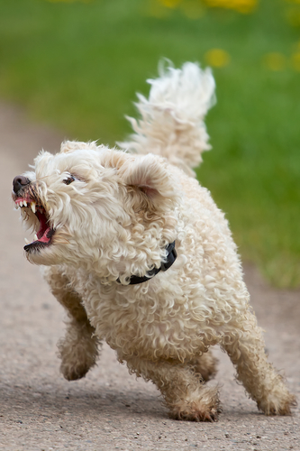 Bichon Frise with aggressive dog behavior