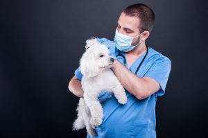 dog with arthritis, being held by vet