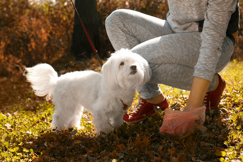 Clean up right away to avoid your dog eating poop.