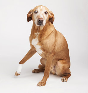 Favoring a limb is a sign of lameness in dogs