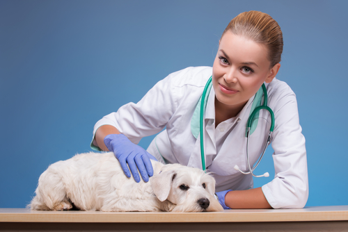 Canine rheumatoid arthritis, small white dog with veterinarian