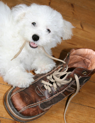 are bichon frise dogs aggressive