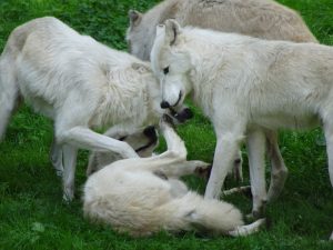 White wolves who will work out which ones will be dominant