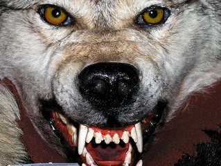 angry wolf snarling
