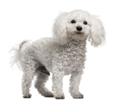 Bichon frise, 12 years old, standing in front of white background
