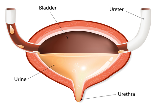 Diagram showing how canine urinary tract infection develops.