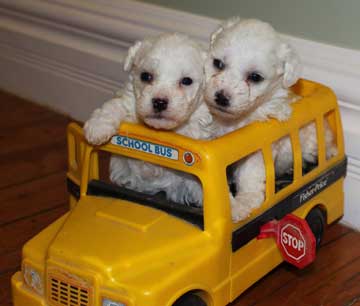 Two Bichon Frise puppies in play school bus