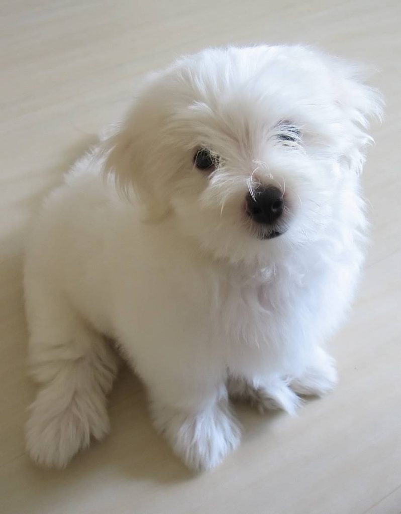 Little Bichon Frise puppy who may need to be neutered soon
