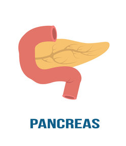 Drawing of the pancreas, which is the organ affected by canine pancreatitis
