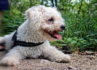 Canine kidney disease can be chronic or sudden, even in a healthy Bichon Frise