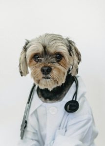 Dog flu symptoms