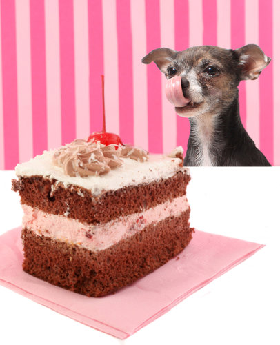 Chihuahua licking his lips for chocolate cake, which will make him sick if he eats it.