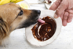 Dog licking chocolate from a bowl.