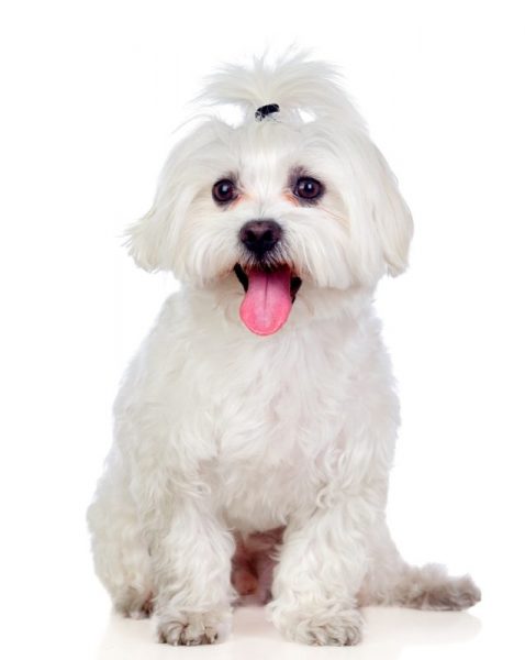 Bichon Maltese are one of the dog breeds that get canine Cushing's disease.