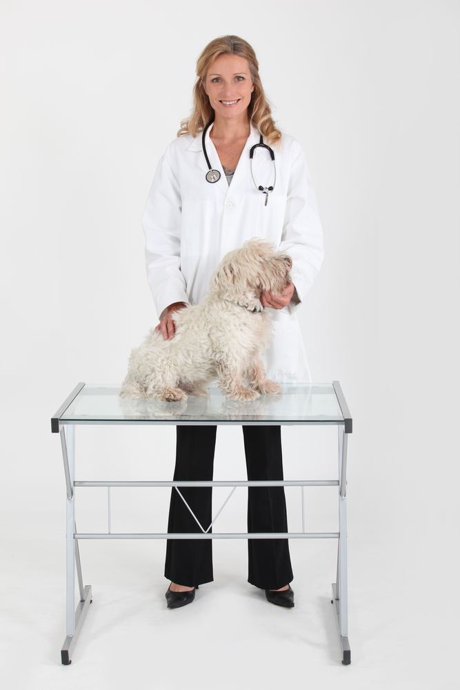Addisons disease in dogs requires frequent veterinary visits