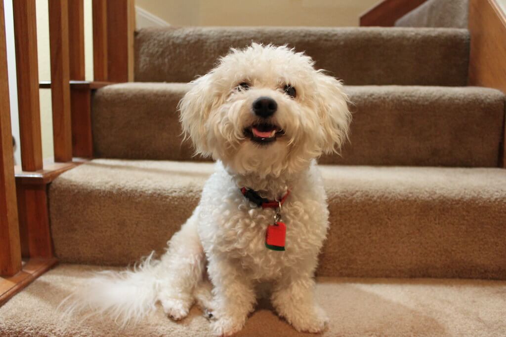 Bichon Frise sitting at bottom of stairs