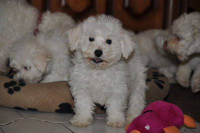 bichon frise puppies still with mother
