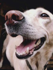 yellow lab with healthy teeth