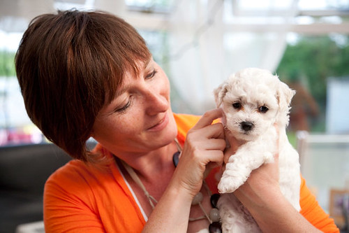 Best Puppy Age for your new Bichon Puppy