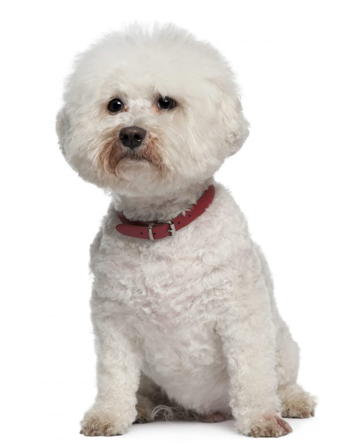 13 year old aging Bichon Frise dog