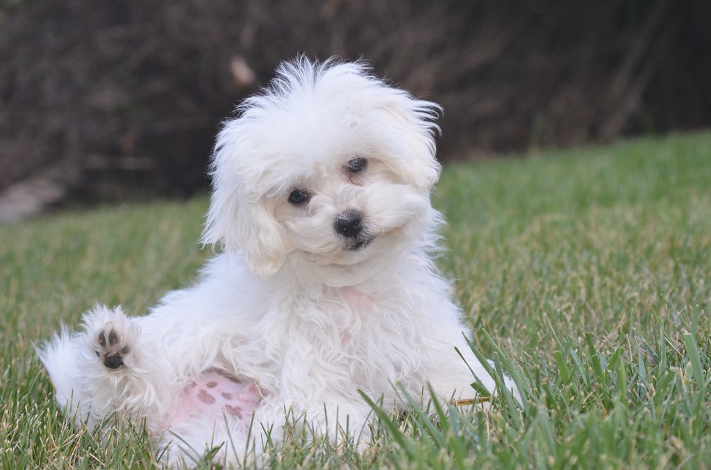 Bichon Frise puppy who is being housetrained