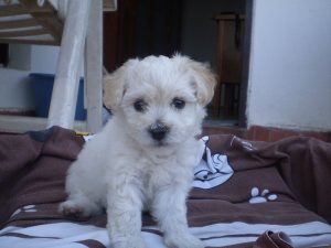 Bichon Frise puppy sitting on a brown print cloth