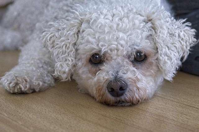 Bichon Frise lying down, needing dog heat stroke treatment