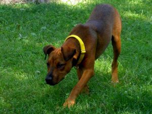 dog ready to attack or bite