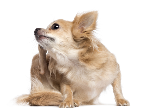 Chihuahua scratching because of dog skin allergies