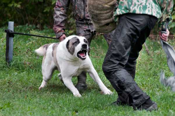 Tethered dogs like this one often attack people