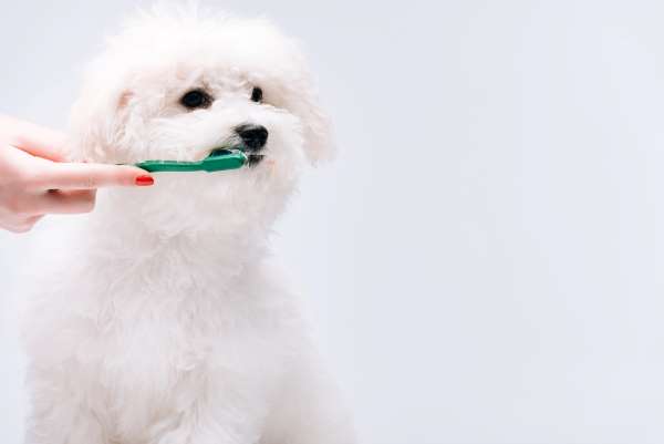 Bichon Frise getting teeth brushed