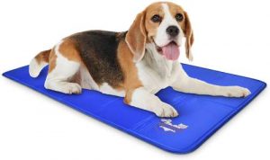 Beagle dog lying on a blue cooling mat to get cool.
