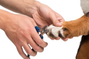 trimming dog nails
